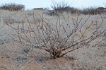 Jatropha pelargonifolia Marsabit 28km SZ GPS178 v 2012 Kenya 2014_0717.jpg